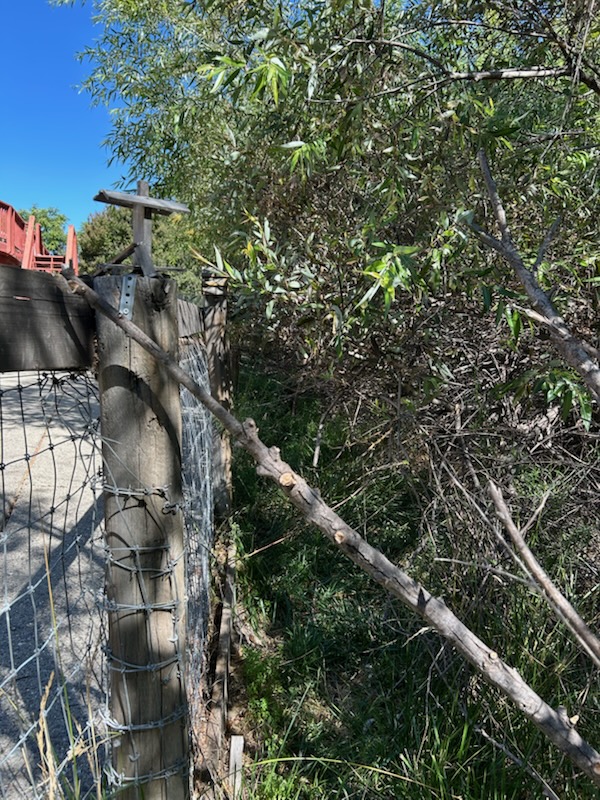 Before removing willow overhanging the fence